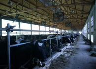 Salon de traite de vache/chèvre à canalisation avec un conduit de transport de lait