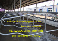 Stalles libres de veau de stalles de bétail d'équipement de ferme d'agriculture pour des vaches laitières