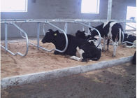 Type de rangée de double d'exploitation laitière stalle libre de vache avec l'espacement de bétail de 1.20m