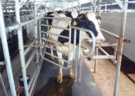 Supportez le tapis en caoutchouc de pièces de rechange modérées de machine à traire pour la position de vaches
